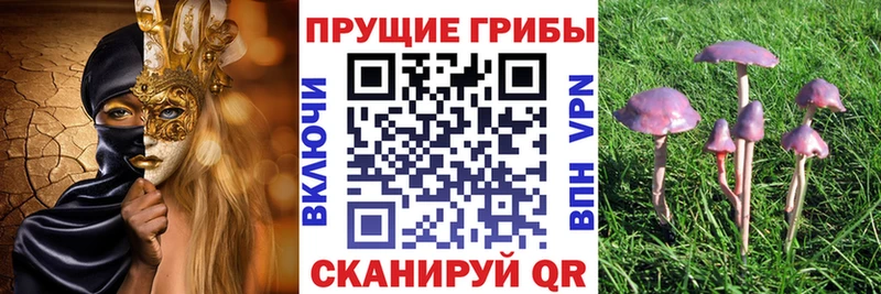 Купить  Ахтырский  Псилоцибиновые грибы Psilocybine cubensis 